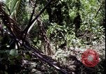 Image of Vietnam War Vietnam, 1967, second 31 stock footage video 65675078514
