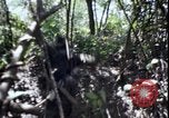 Image of Vietnam War Vietnam, 1967, second 50 stock footage video 65675078514