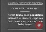 Image of wild boars Berlin Germany, 1931, second 1 stock footage video 65675078526