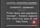 Image of wild boars Berlin Germany, 1931, second 3 stock footage video 65675078526