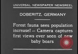 Image of wild boars Berlin Germany, 1931, second 6 stock footage video 65675078526