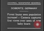 Image of wild boars Berlin Germany, 1931, second 7 stock footage video 65675078526