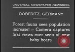 Image of wild boars Berlin Germany, 1931, second 9 stock footage video 65675078526