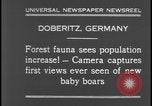Image of wild boars Berlin Germany, 1931, second 10 stock footage video 65675078526