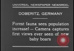 Image of wild boars Berlin Germany, 1931, second 11 stock footage video 65675078526