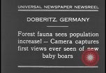 Image of wild boars Berlin Germany, 1931, second 12 stock footage video 65675078526