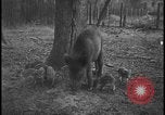 Image of wild boars Berlin Germany, 1931, second 13 stock footage video 65675078526