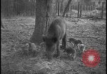Image of wild boars Berlin Germany, 1931, second 14 stock footage video 65675078526