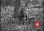 Image of wild boars Berlin Germany, 1931, second 15 stock footage video 65675078526