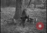 Image of wild boars Berlin Germany, 1931, second 16 stock footage video 65675078526