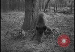 Image of wild boars Berlin Germany, 1931, second 17 stock footage video 65675078526