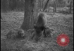 Image of wild boars Berlin Germany, 1931, second 18 stock footage video 65675078526