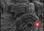 Image of wild boars Berlin Germany, 1931, second 19 stock footage video 65675078526