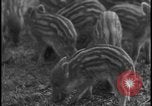 Image of wild boars Berlin Germany, 1931, second 20 stock footage video 65675078526