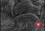 Image of wild boars Berlin Germany, 1931, second 21 stock footage video 65675078526