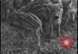 Image of wild boars Berlin Germany, 1931, second 22 stock footage video 65675078526