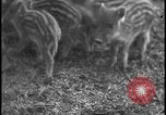 Image of wild boars Berlin Germany, 1931, second 23 stock footage video 65675078526