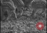 Image of wild boars Berlin Germany, 1931, second 24 stock footage video 65675078526