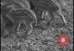 Image of wild boars Berlin Germany, 1931, second 25 stock footage video 65675078526