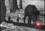Image of wild boars Berlin Germany, 1931, second 26 stock footage video 65675078526