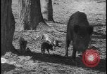 Image of wild boars Berlin Germany, 1931, second 27 stock footage video 65675078526