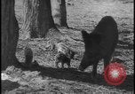 Image of wild boars Berlin Germany, 1931, second 28 stock footage video 65675078526