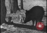 Image of wild boars Berlin Germany, 1931, second 29 stock footage video 65675078526