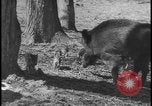 Image of wild boars Berlin Germany, 1931, second 30 stock footage video 65675078526