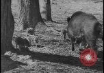 Image of wild boars Berlin Germany, 1931, second 31 stock footage video 65675078526