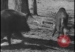 Image of wild boars Berlin Germany, 1931, second 32 stock footage video 65675078526