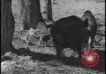 Image of wild boars Berlin Germany, 1931, second 33 stock footage video 65675078526