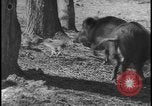 Image of wild boars Berlin Germany, 1931, second 34 stock footage video 65675078526