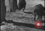 Image of wild boars Berlin Germany, 1931, second 35 stock footage video 65675078526
