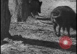 Image of wild boars Berlin Germany, 1931, second 36 stock footage video 65675078526