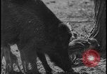 Image of wild boars Berlin Germany, 1931, second 37 stock footage video 65675078526