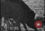 Image of wild boars Berlin Germany, 1931, second 38 stock footage video 65675078526