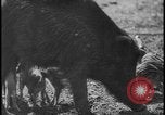 Image of wild boars Berlin Germany, 1931, second 39 stock footage video 65675078526