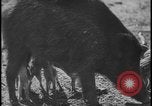 Image of wild boars Berlin Germany, 1931, second 40 stock footage video 65675078526