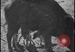 Image of wild boars Berlin Germany, 1931, second 41 stock footage video 65675078526
