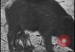 Image of wild boars Berlin Germany, 1931, second 42 stock footage video 65675078526