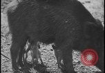 Image of wild boars Berlin Germany, 1931, second 43 stock footage video 65675078526