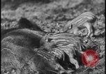 Image of wild boars Berlin Germany, 1931, second 44 stock footage video 65675078526
