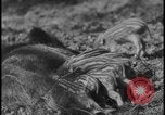 Image of wild boars Berlin Germany, 1931, second 45 stock footage video 65675078526