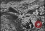 Image of wild boars Berlin Germany, 1931, second 46 stock footage video 65675078526