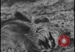 Image of wild boars Berlin Germany, 1931, second 47 stock footage video 65675078526