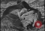 Image of wild boars Berlin Germany, 1931, second 48 stock footage video 65675078526
