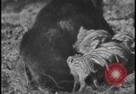 Image of wild boars Berlin Germany, 1931, second 49 stock footage video 65675078526