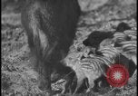 Image of wild boars Berlin Germany, 1931, second 50 stock footage video 65675078526