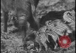 Image of wild boars Berlin Germany, 1931, second 51 stock footage video 65675078526