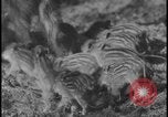 Image of wild boars Berlin Germany, 1931, second 52 stock footage video 65675078526
